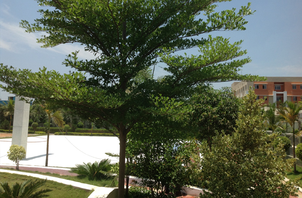 chennai landscape, chennai landscaping, chennai landscape designers, chennai garden maintenance, chennai garden management,